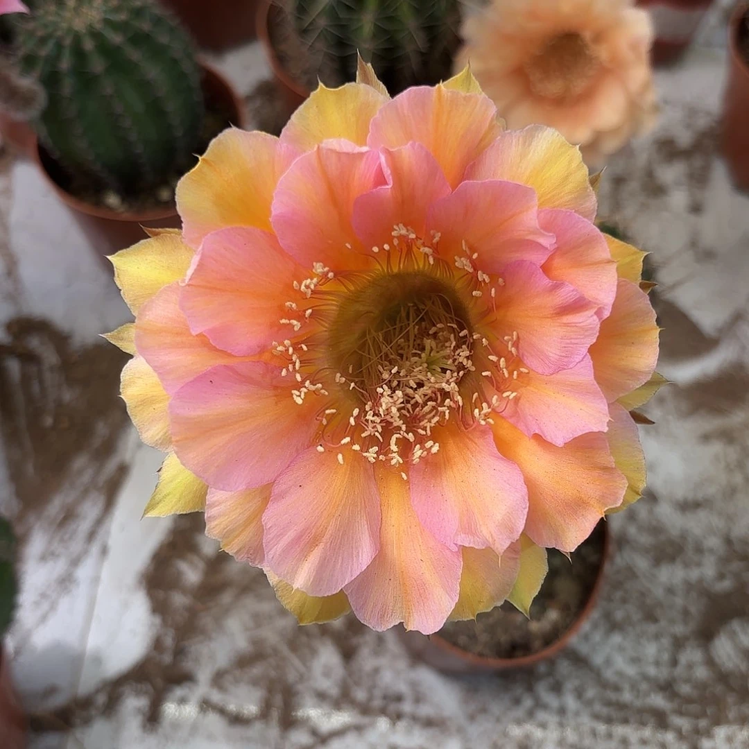 彩草16号6-7公分左右脱土