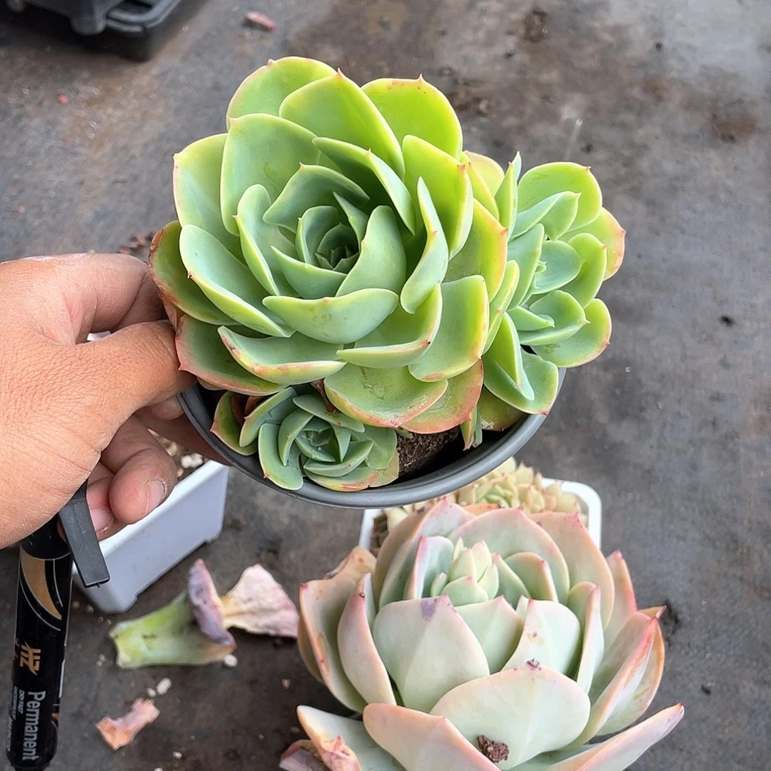 团***^柠檬玫瑰福利带盆发货