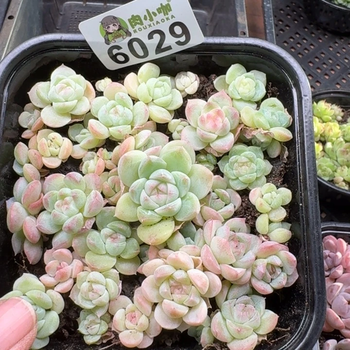 多肉植物多肉植物