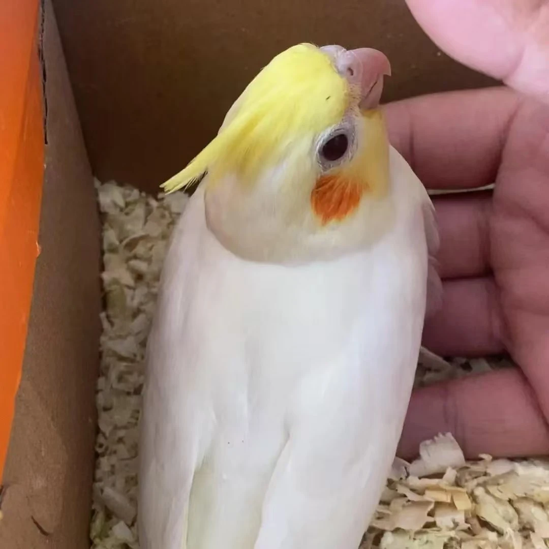 手养亲人玄凤鹦鹉雏鸟（一物一拍48小时）