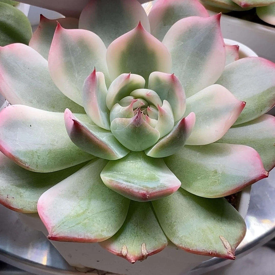 吉娃娃锦一物一拍，