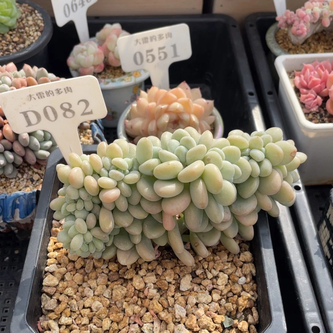 082洛神缀不带盆14厘米