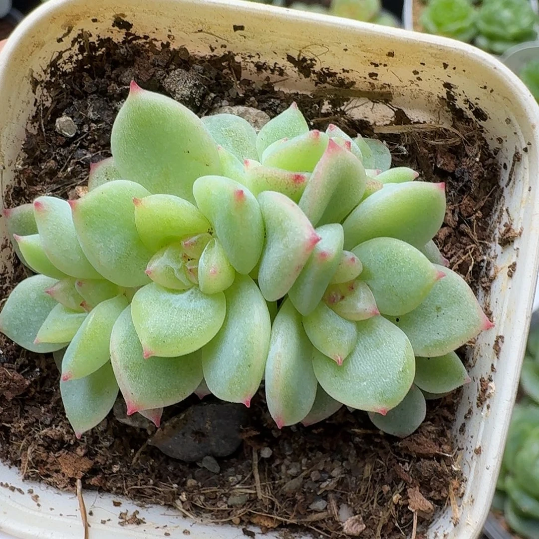 一物一拍一物一拍916-228