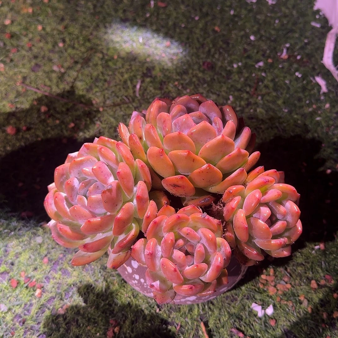 雪***梅橙梦露群生一颗脱土