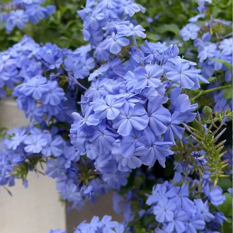 【缤纷甄选】精品蓝雪花到手一盆