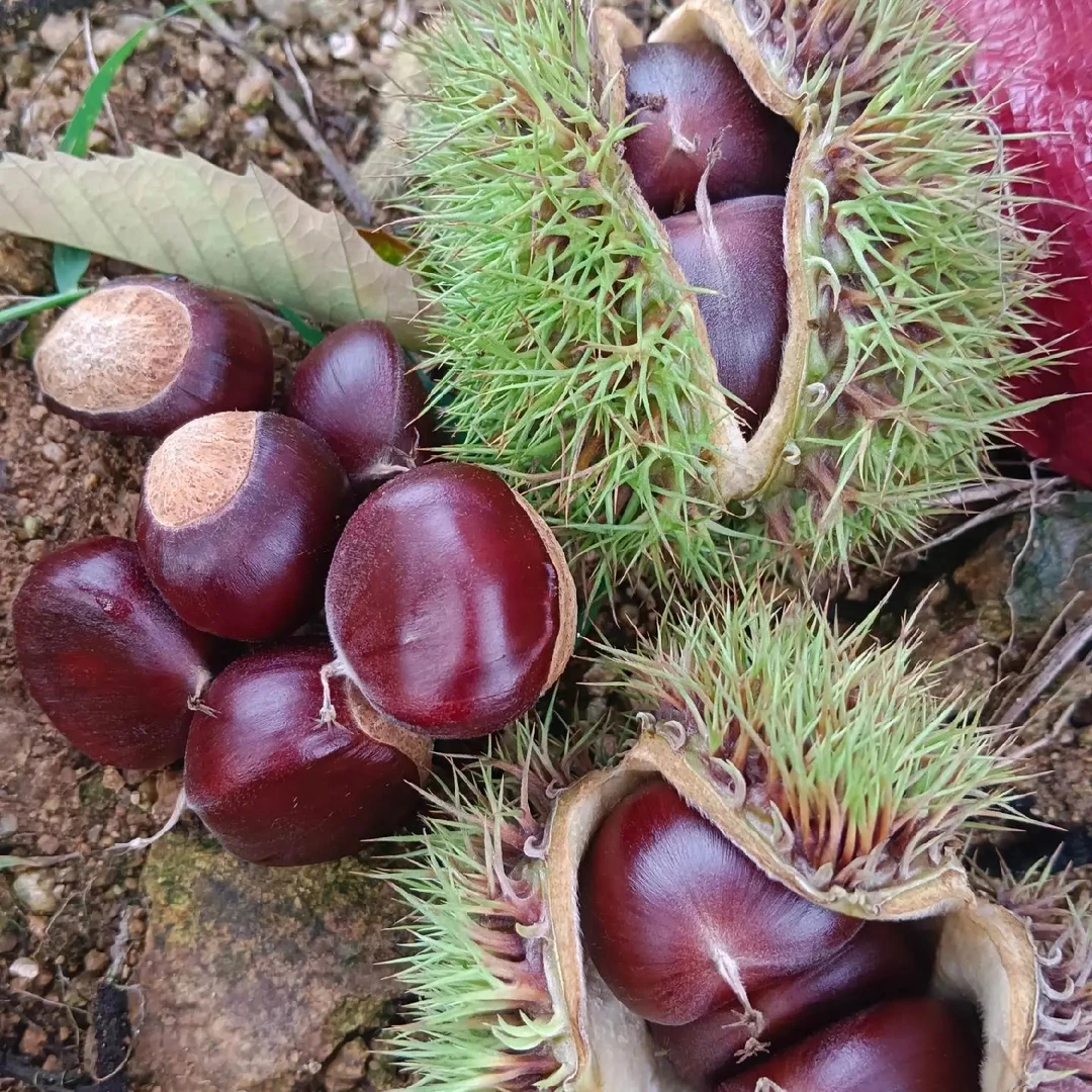 自家沂蒙山老树新鲜现摘板栗3斤甜糯好剥皮营养丰富