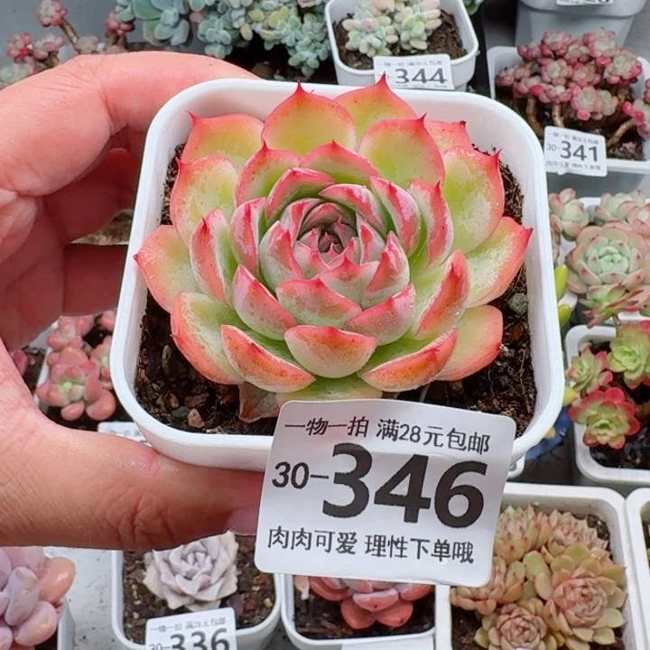 侧影无盆土发货无盆土发货