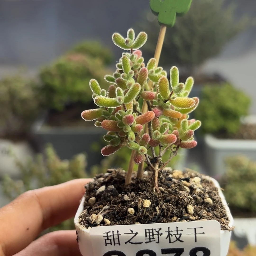 878冰糖枝干番杏
