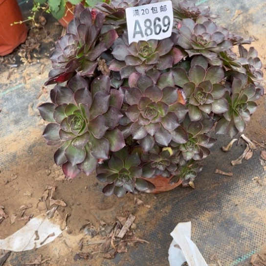 869枚金玫瑰不包断枝