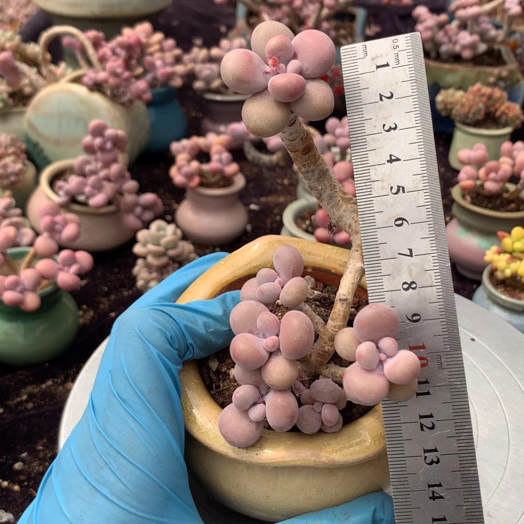 65号带盆偏远地区不包邮的