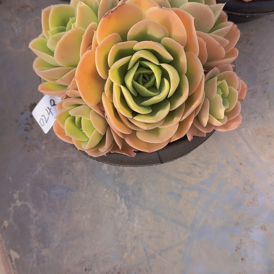 ?****?0249星纳塔多肉