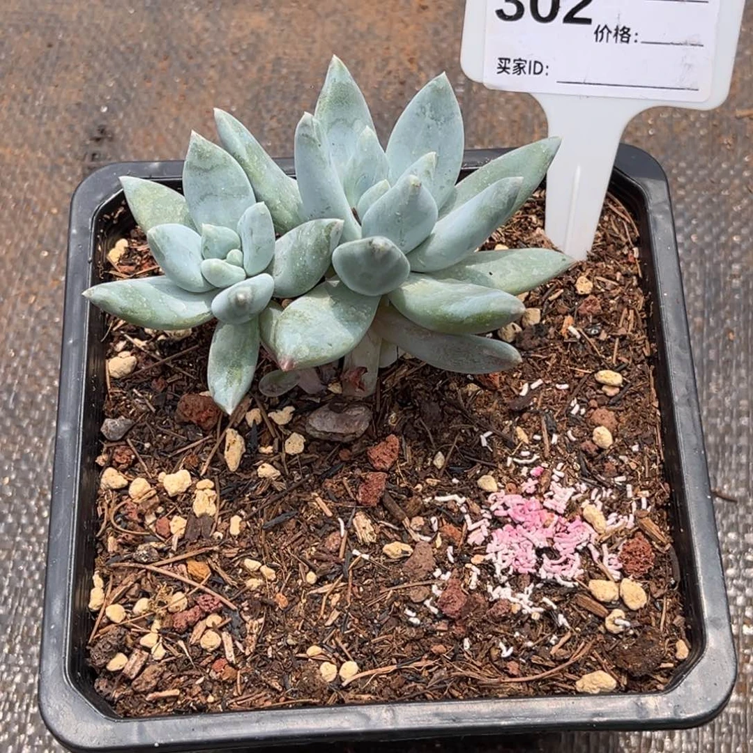 伊丽莎白多肉302号