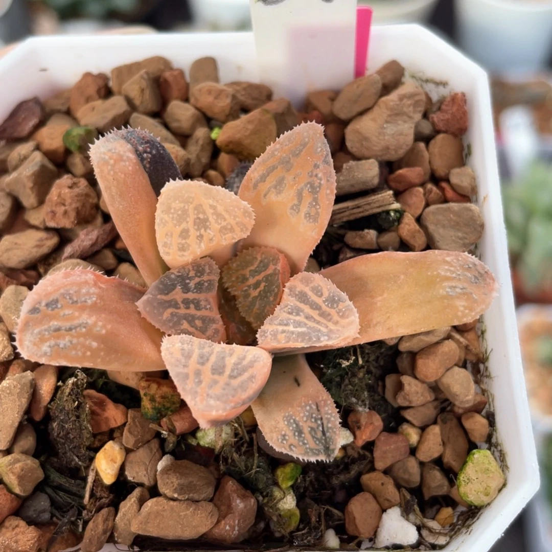 57糊斑魔多锦。