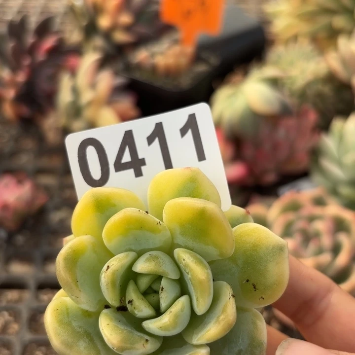 冰玉锦多肉植物满18包邮当场凑单