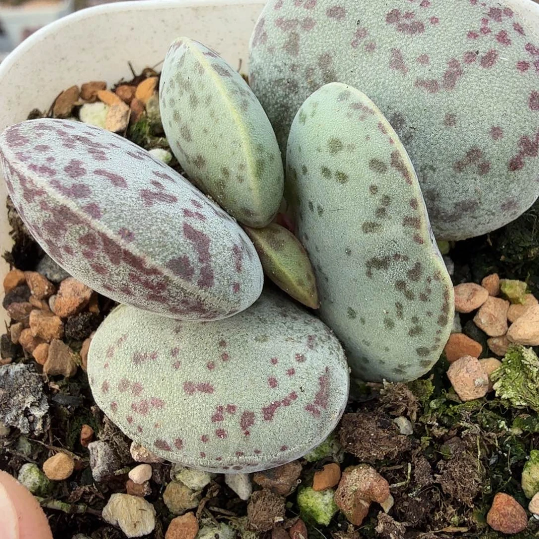 花蛋