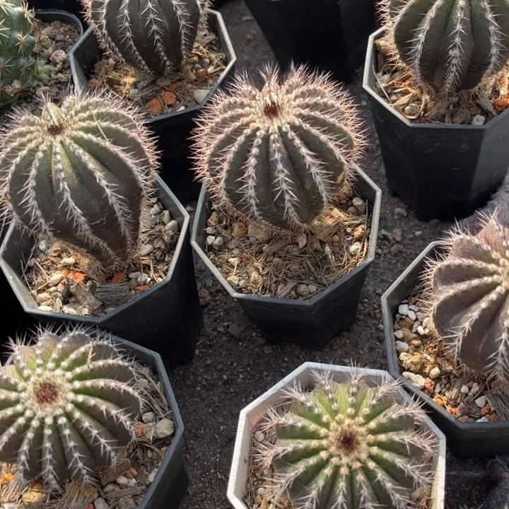 家生菊水好养皮实