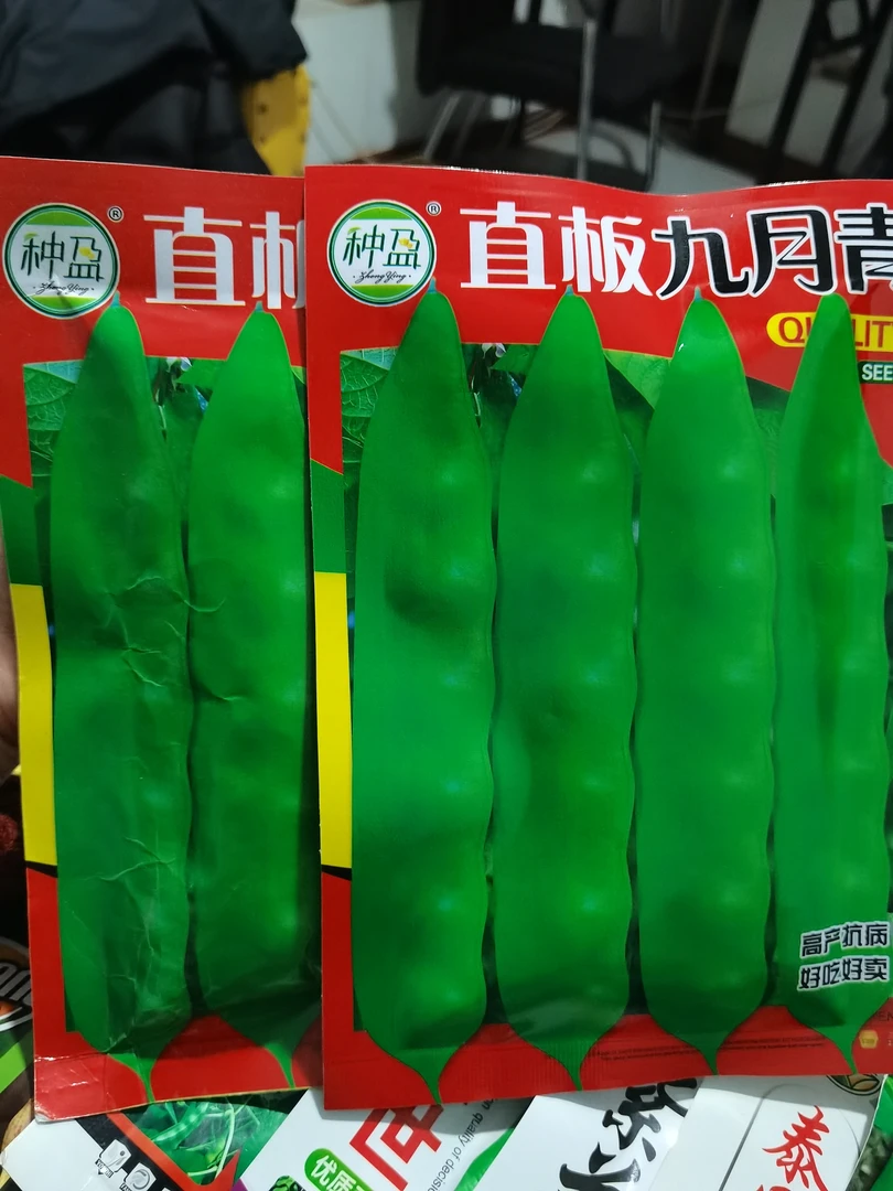 九月青豆角种子50克练秋品种无筋无柴