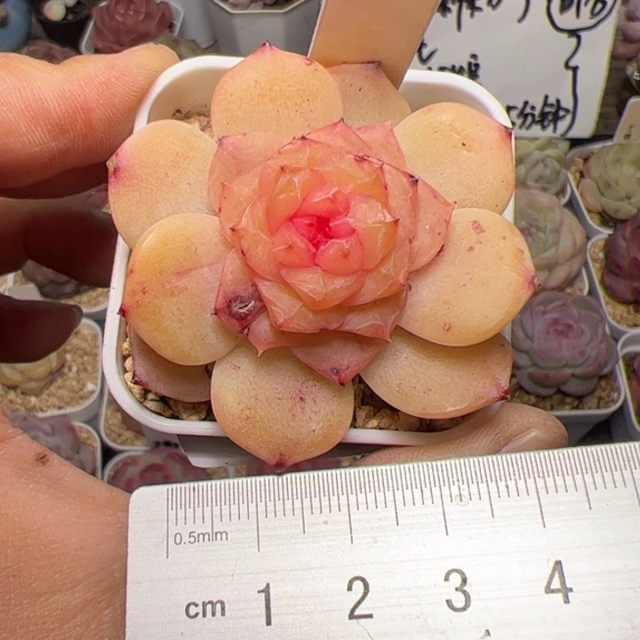 163 多肉植物组合盆栽