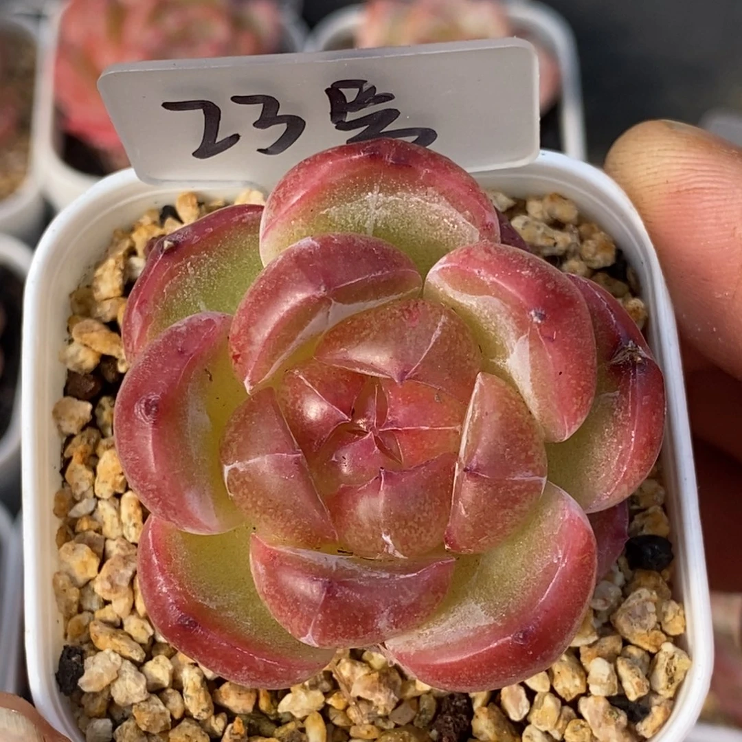 天官赐福百无禁忌