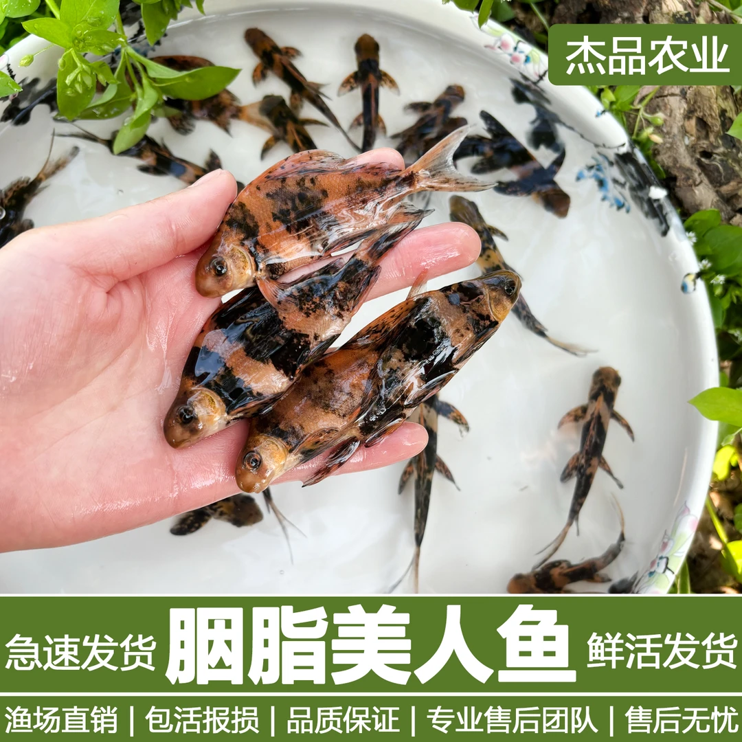 一帆风顺淡水冷水深水可食用优质观赏鱼好养耐活适合新手鱼缸养殖