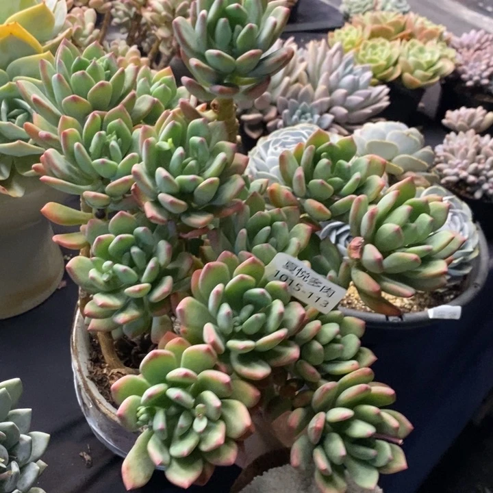 夏悦多肉1015-113清新美人