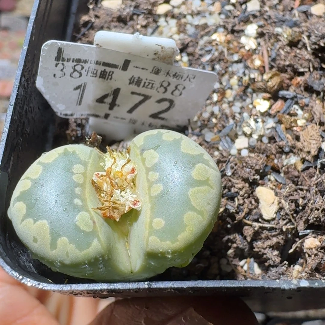 Sss清啊便宜出1472
