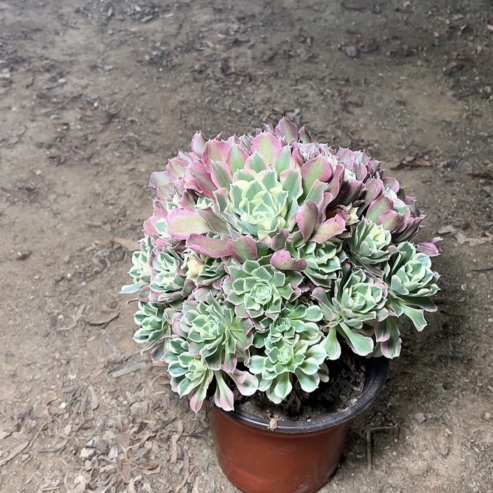 多肉植物法师白凤28