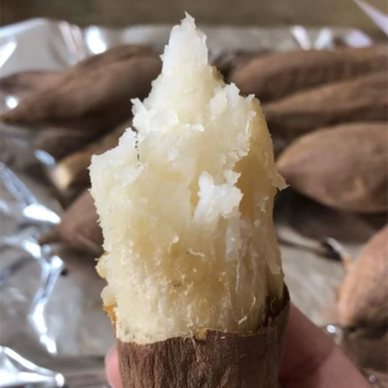 【大田脱毒】冰糖哈密红薯苗