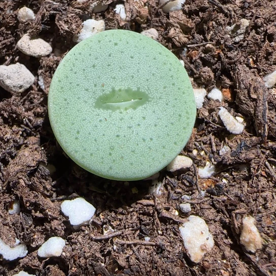 肉锥多肉植物组合-杂交大饼1119