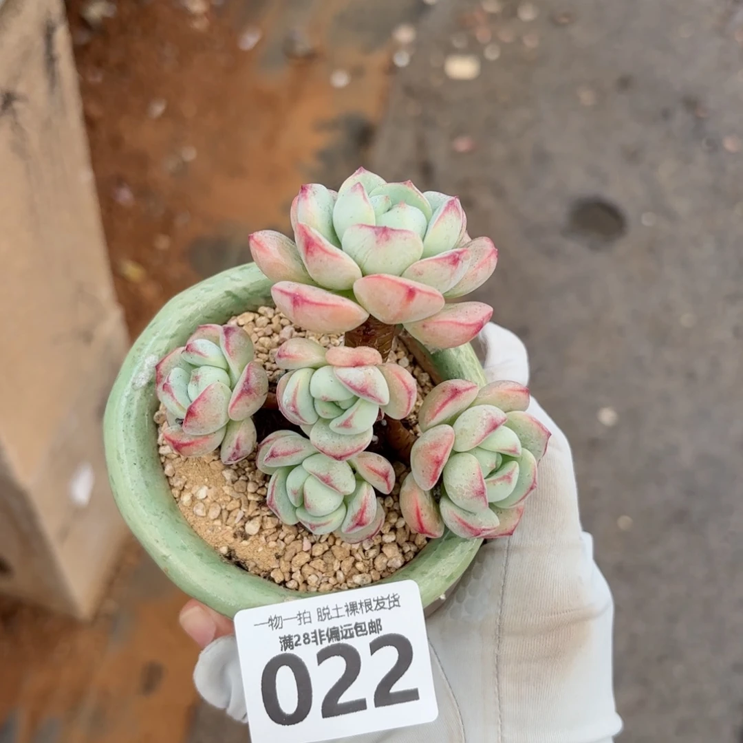 香草老桩无盆土发货