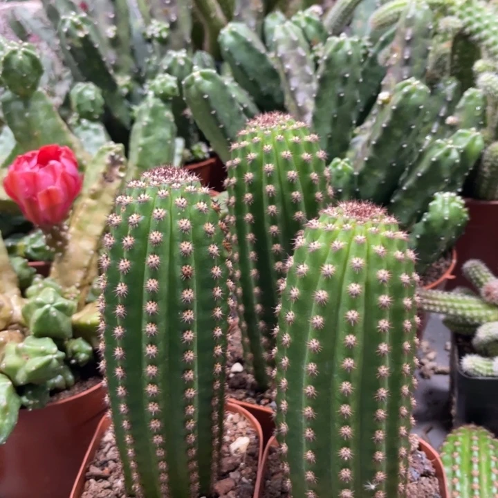 进口金妞金1自根一杯