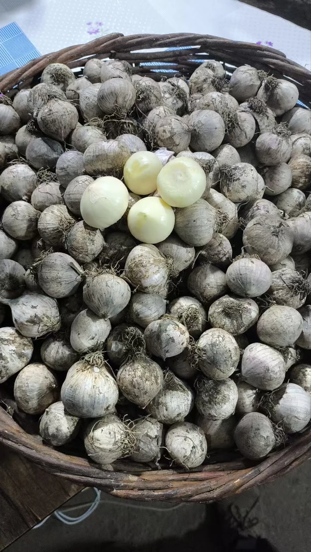 农村老海家独头蒜