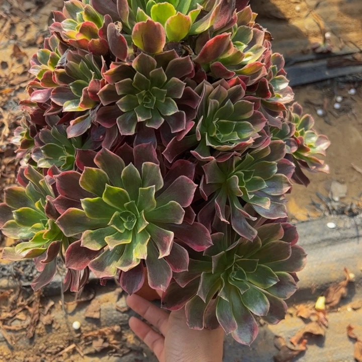 金丝却多肉植物501.