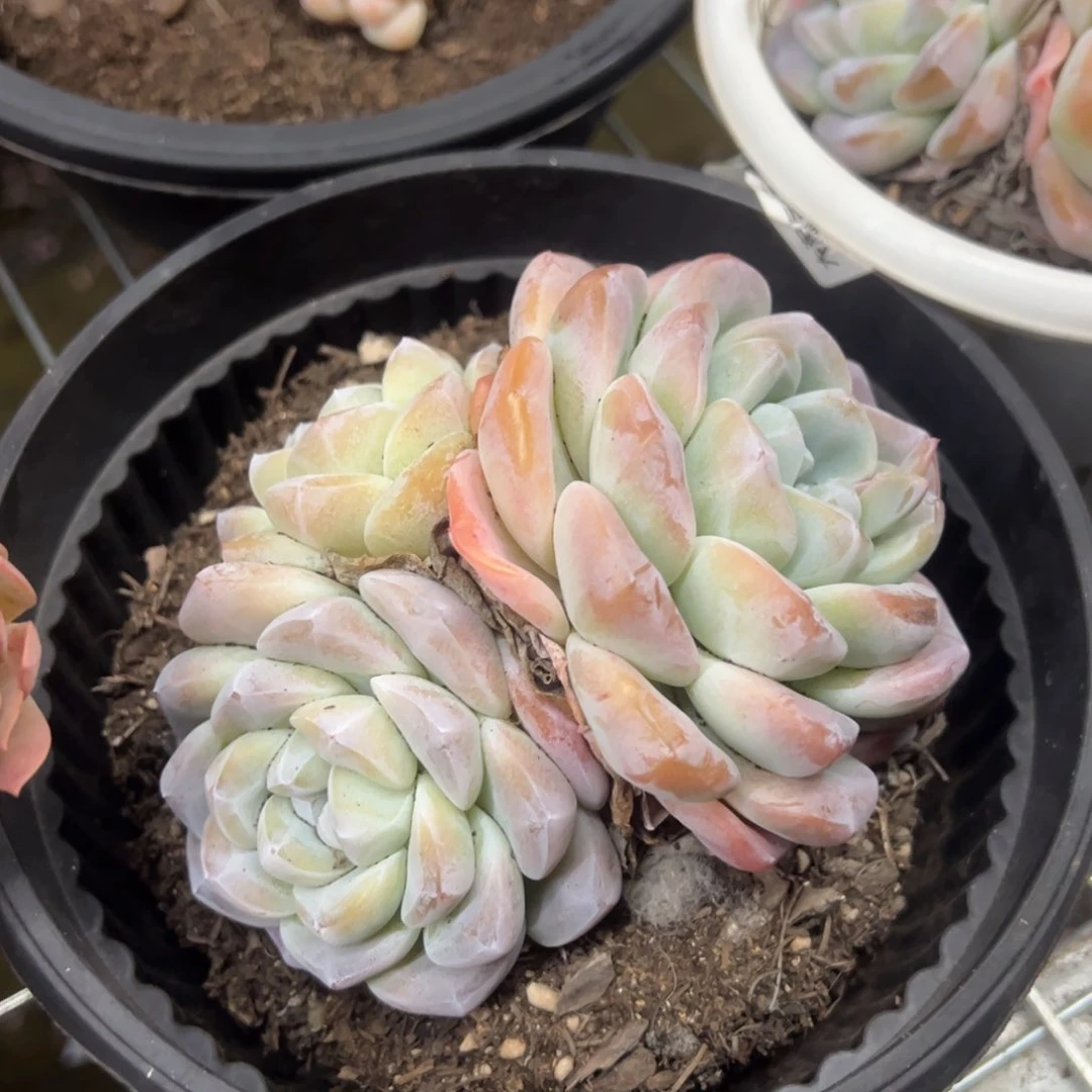 冰玉三头起发多肉