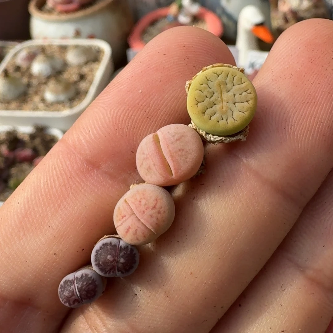 玛***！F128新版绿荒哈默红纹线招福岛田紫菊