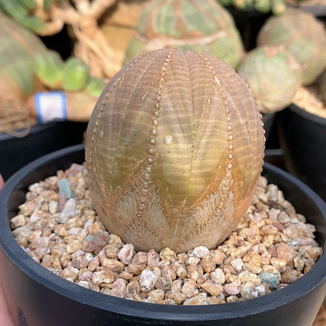 欧系布纹球多肉植物