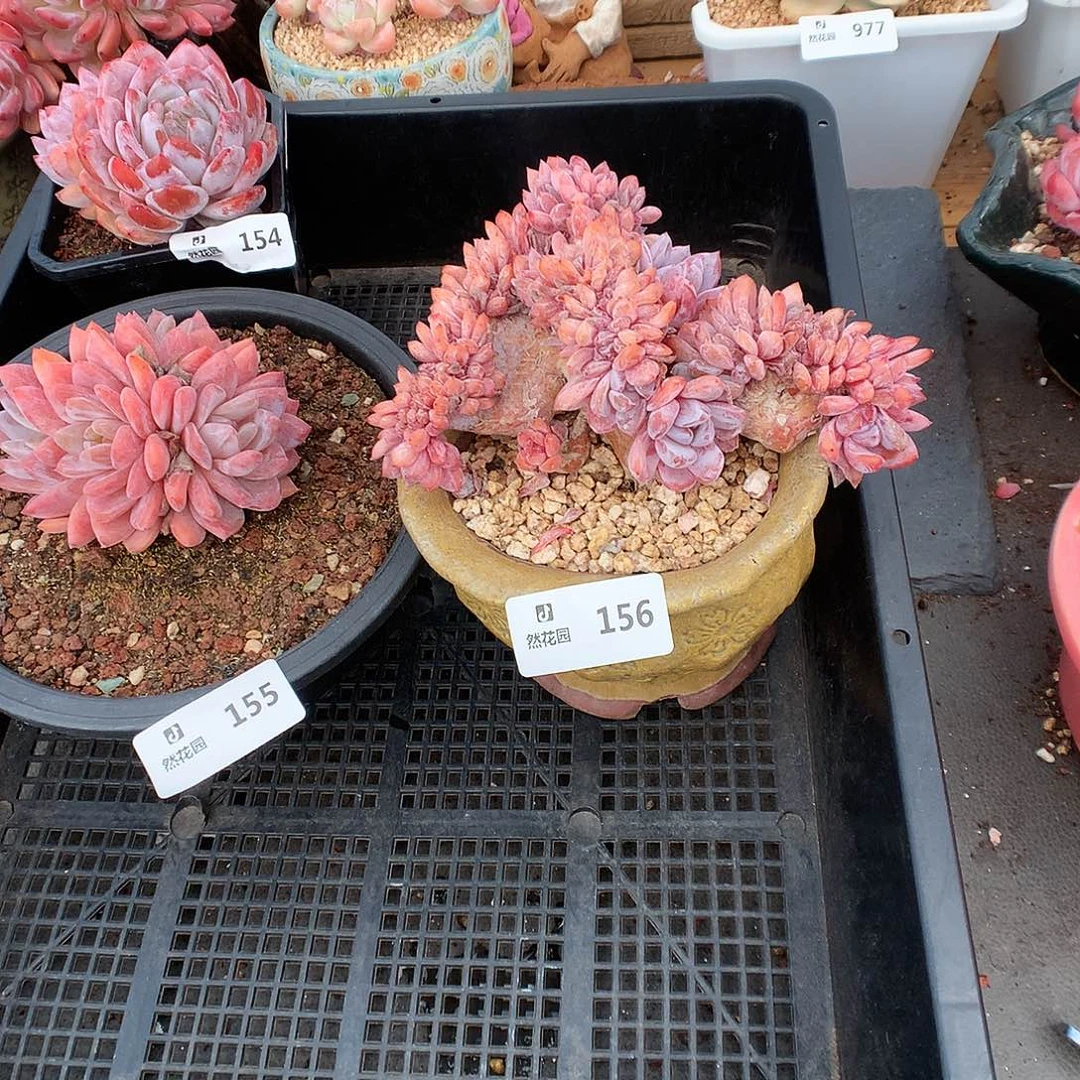 …***156雪天使补差多肉植物6666