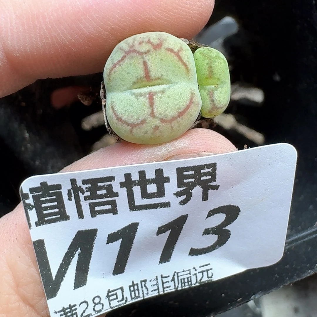 多肉植物的润泽无法