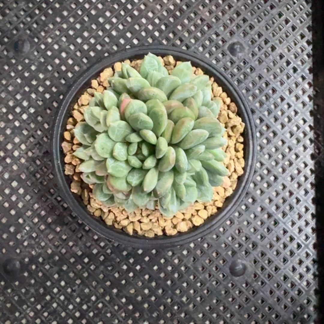 快****百达翡翠 群生 一物一拍