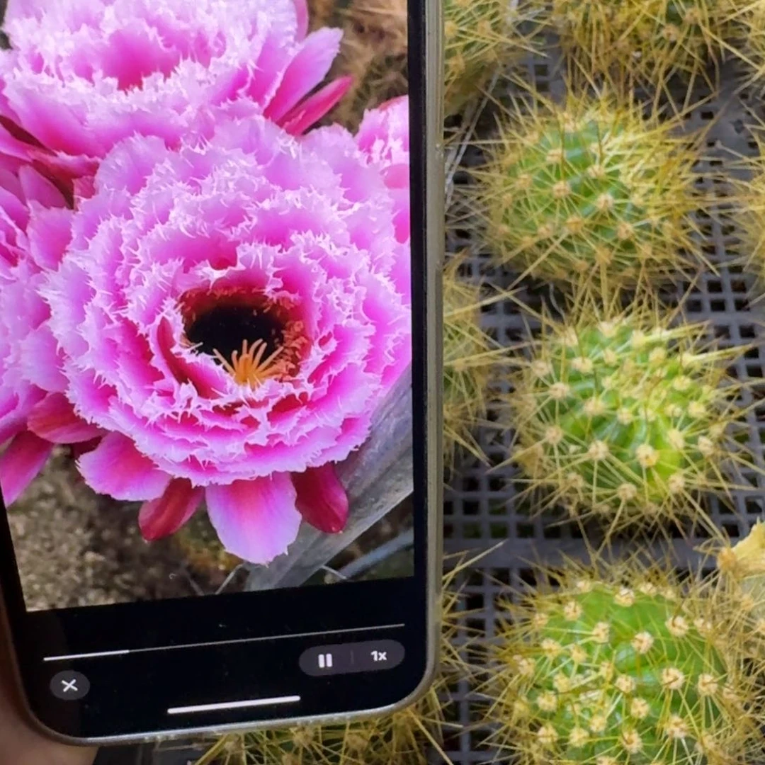 235毛花柱云儿歪无根侧牙5公分左右，20包邮