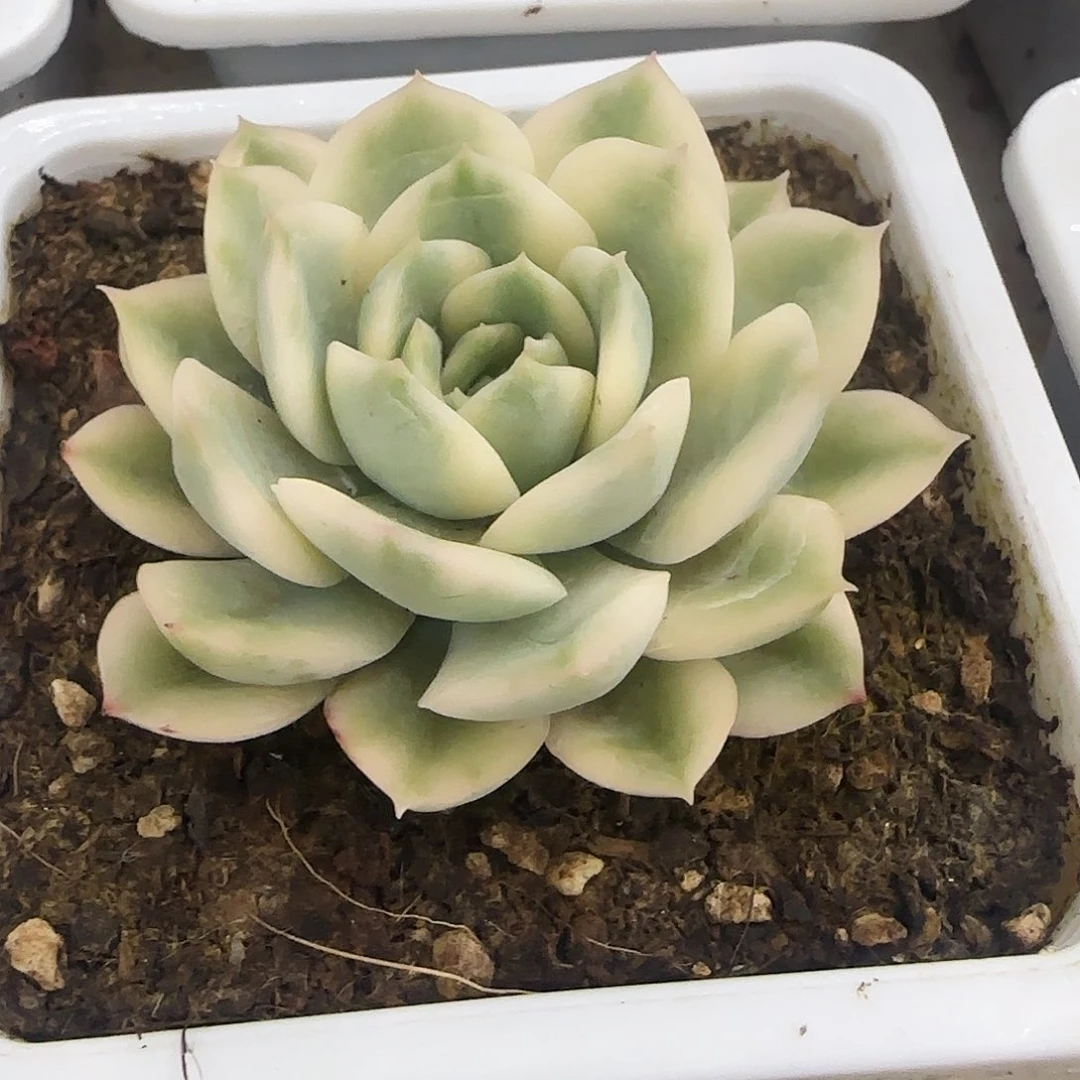 月亮仙子锦多肉植物