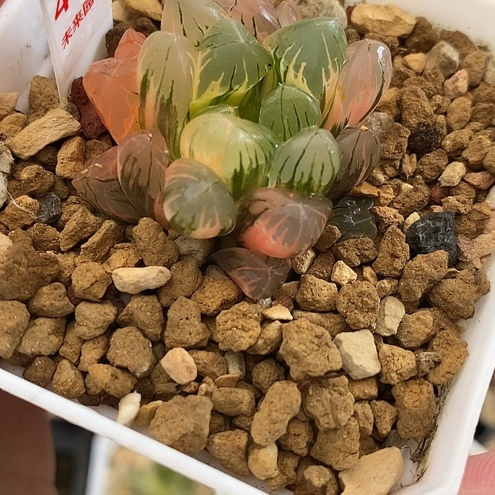 430老川玉露锦一物一拍