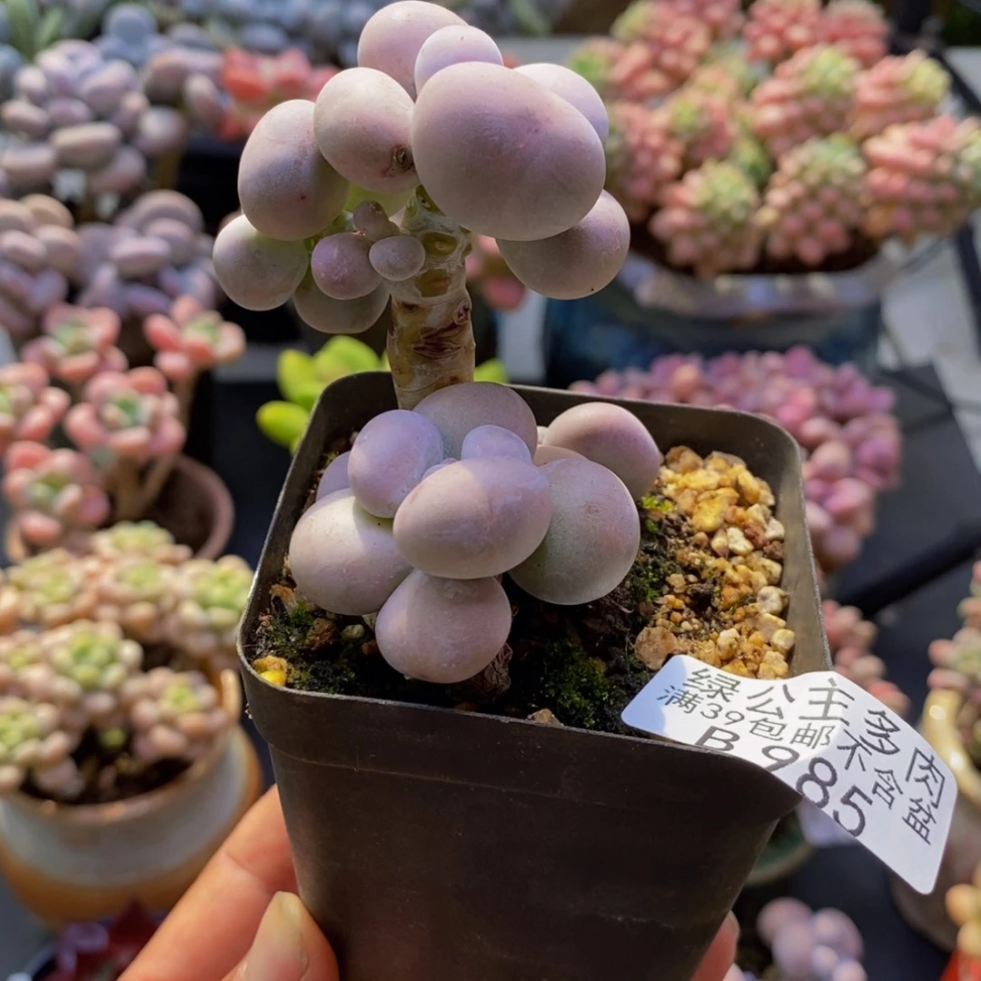 985芭比奶酪5cm多肉