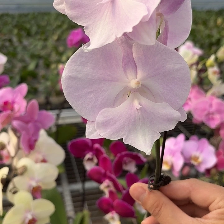 是***卷完全开放0581蝴蝶兰实生