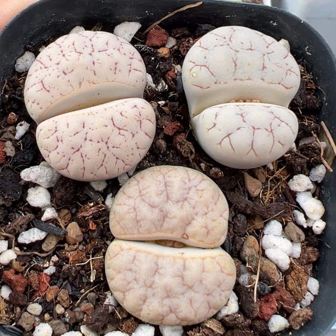 10.4好看的多肉脱土发货928
