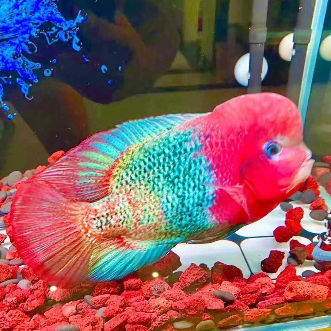 红泰古罗汉鱼.金花火凤.古典火凤罗汉鱼鱼观赏鱼