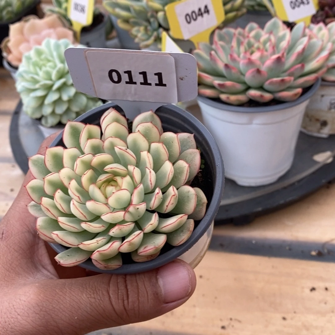 0111梦幻玫瑰哈哈哈