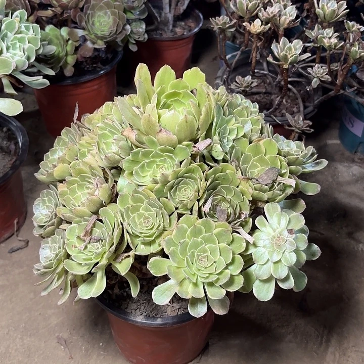 多肉植物法师半夏52