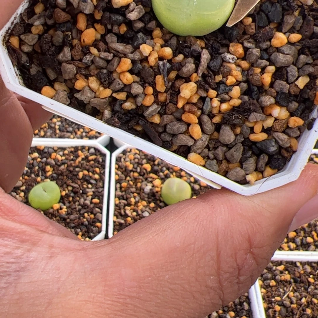 11.6拉登多肉，195