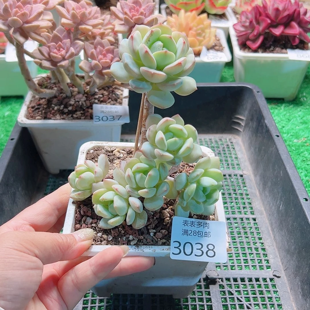 多肉一物一拍植物3038